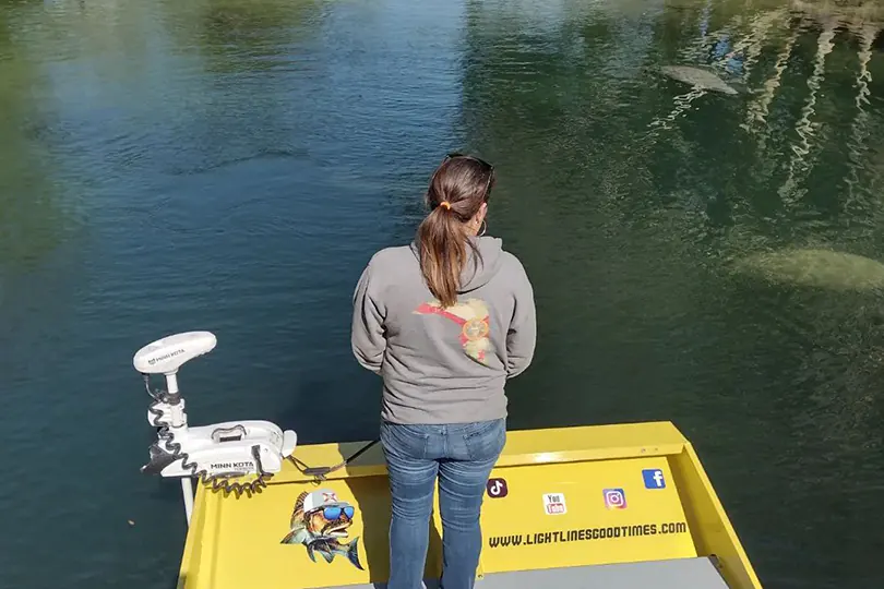 Manatees during airboat ride